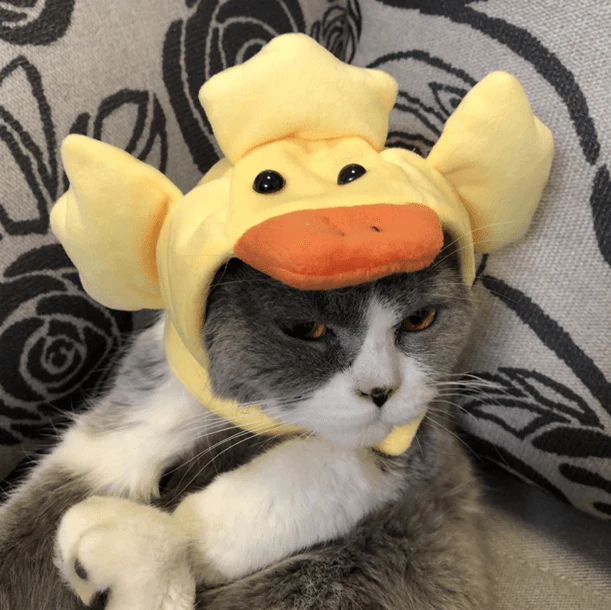 Cat Bunny Ears🔥 - Image 11