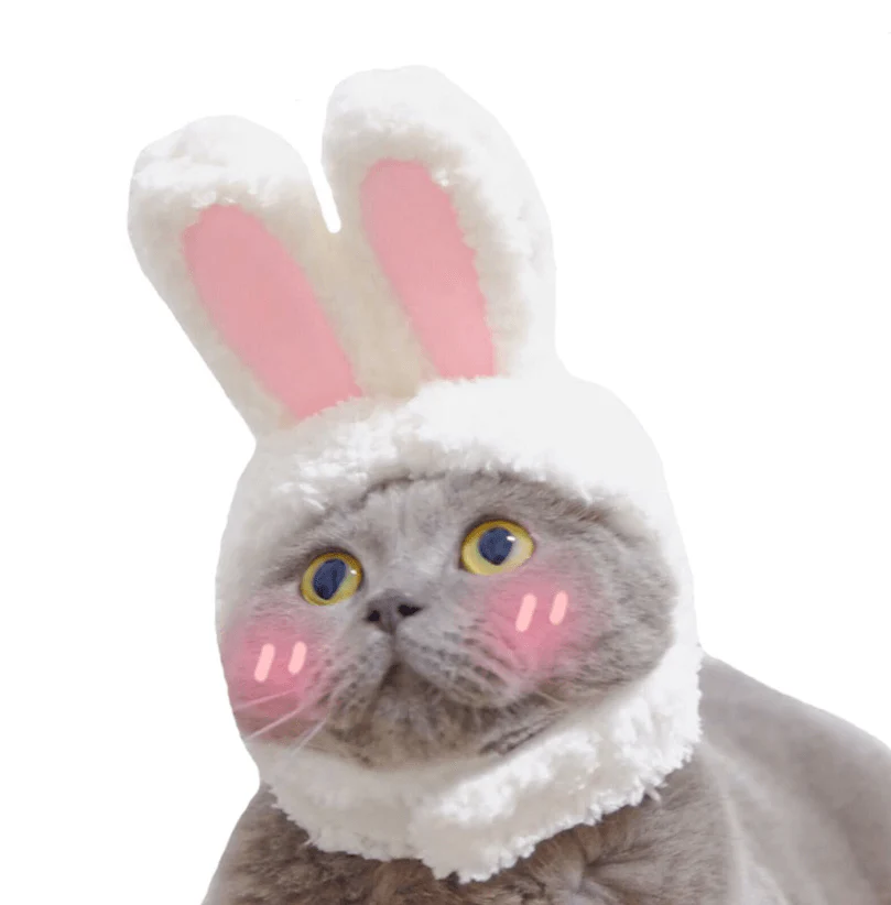 Cat Bunny Ears🔥 - Image 2