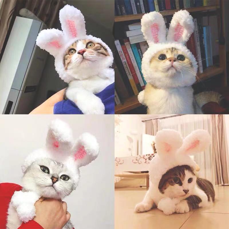 Cat Bunny Ears🔥 - Image 3