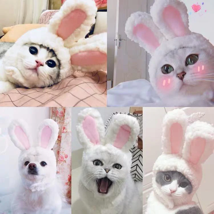 Cat Bunny Ears🔥 - Image 4