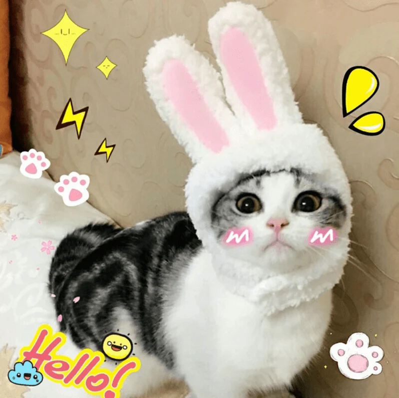 Cat Bunny Ears🔥 - Image 6