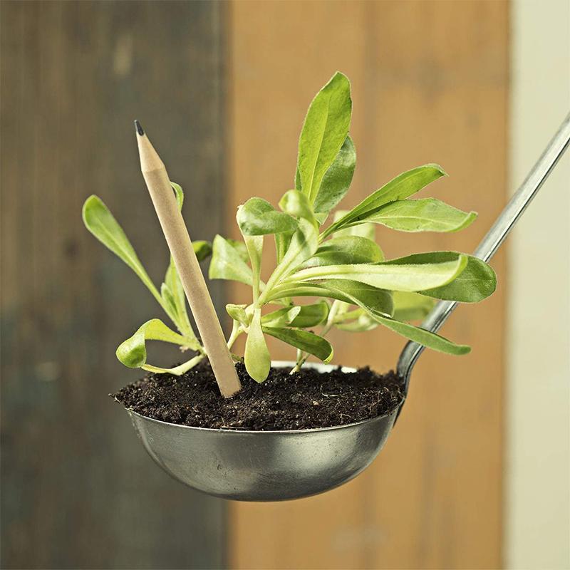 Sprout plantable graphite pencils - 8 Pcs - Image 5